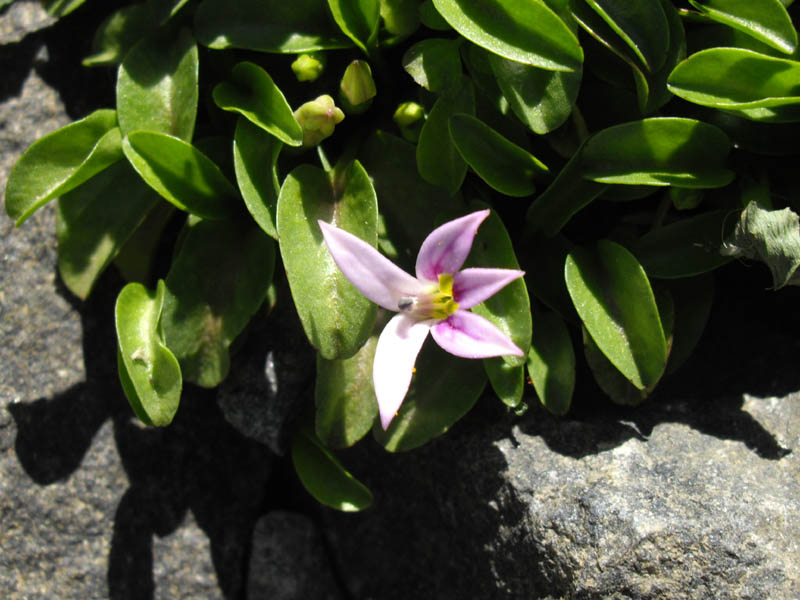 Lobelia oligophylla en fleurs sur les bords de ruisseaux dans les Andes